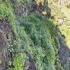 Plants: image4 19 Of 24 Thumb